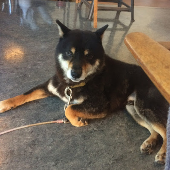 Meet your Posher, Aska - Picture 1 of 1